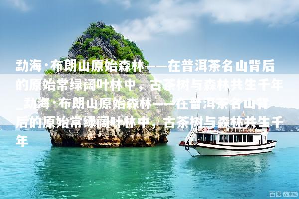 勐海·布朗山原始森林——在普洱茶名山背后的原始常绿阔叶林中，古茶树与森林共生千年_勐海·布朗山原始森林——在普洱茶名山背后的原始常绿阔叶林中，古茶树与森林共生千年